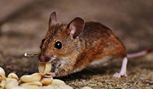 Find Exterminators in Chesterfield County